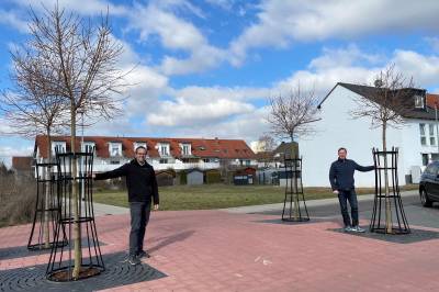 Aktuelles - unterwegs in und um  Hainburg - Vier neue Bäume für die Ludwig-Erhard-Straße in der neuen Ortsmitte